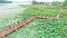 Tourists Enjoy Blooming Lotus Flowers in Huzhou