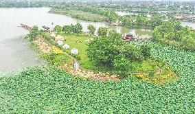 Tourists Enjoy Blooming Lotus Flowers in Huzhou