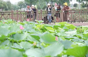 Tourists Enjoy Blooming Lotus Flowers in Huzhou