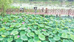 Tourists Enjoy Blooming Lotus Flowers in Huzhou