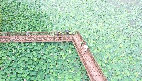 Tourists Enjoy Blooming Lotus Flowers in Huzhou