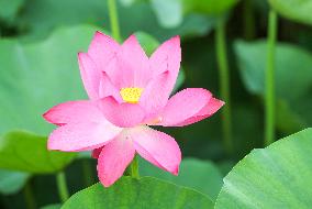 Tourists Enjoy Blooming Lotus Flowers in Huzhou