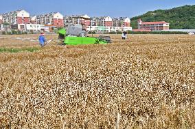 Wheat Harvest in Yantai