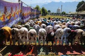 Eid Al-Adha Celebrations In Kashmir