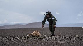 (InXizang)CHINA-XIZANG-PREGNANT TIBETAN ANTELOPE-RESCUE (CN)