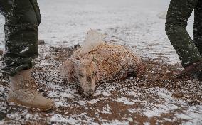 (InXizang)CHINA-XIZANG-PREGNANT TIBETAN ANTELOPE-RESCUE (CN)
