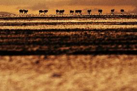 (InXizang)CHINA-XIZANG-PREGNANT TIBETAN ANTELOPE-RESCUE (CN)