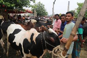 BANGLADESH-SIRAJGANJ-CATTLE MARKET-EID AL-ADHA