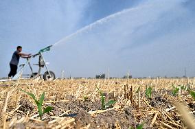 Agricultural Drought Resistance