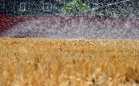 Agricultural Drought Resistance