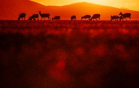 (InXizang)CHINA-XIZANG-TIBETAN ANTELOPE-BIRTH-GIVING SEASON (CN)