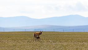 (InXizang)CHINA-XIZANG-TIBETAN ANTELOPE-BIRTH-GIVING SEASON (CN)