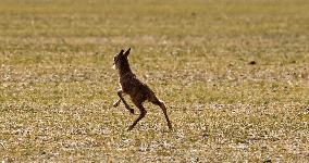 (InXizang)CHINA-XIZANG-TIBETAN ANTELOPE-BIRTH-GIVING SEASON (CN)