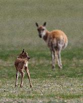 (InXizang)CHINA-XIZANG-TIBETAN ANTELOPE-BIRTH-GIVING SEASON (CN)