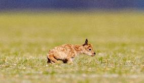 (InXizang)CHINA-XIZANG-TIBETAN ANTELOPE-BIRTH-GIVING SEASON (CN)