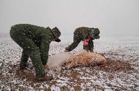 Pregnant Tibetan Antelope Rescue - China