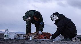 Pregnant Tibetan Antelope Rescue - China