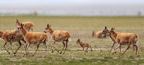 Tibetan Antelope Birth Giving Season - China