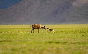 Tibetan Antelope Birth Giving Season - China