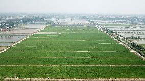 CHINA-RICE PLANTING-SMART AGRICULTURE (CN)