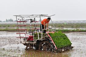 CHINA-RICE PLANTING-SMART AGRICULTURE (CN)