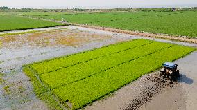 CHINA-RICE PLANTING-SMART AGRICULTURE (CN)