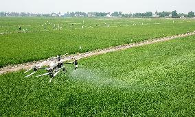 CHINA-RICE PLANTING-SMART AGRICULTURE (CN)