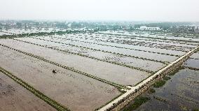 CHINA-RICE PLANTING-SMART AGRICULTURE (CN)