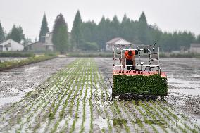 CHINA-RICE PLANTING-SMART AGRICULTURE (CN)