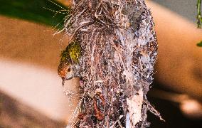 Animal India - Common Tailorbird -  Purple Sunbird's Nest