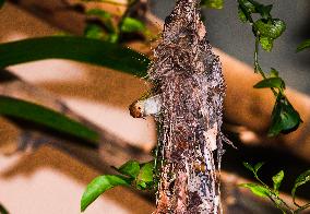 Animal India - Common Tailorbird -  Purple Sunbird's Nest