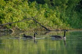 Migrating Pelicans At The Oxbow Nature Conservancy