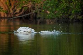 Migrating Pelicans At The Oxbow Nature Conservancy