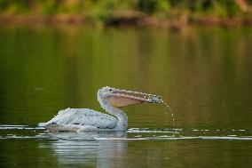 Migrating Pelicans At The Oxbow Nature Conservancy