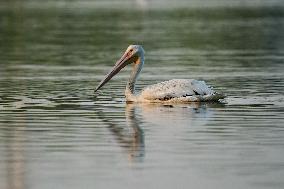 Migrating Pelicans At The Oxbow Nature Conservancy