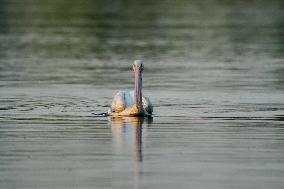 Migrating Pelicans At The Oxbow Nature Conservancy