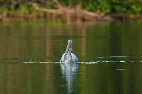 Migrating Pelicans At The Oxbow Nature Conservancy