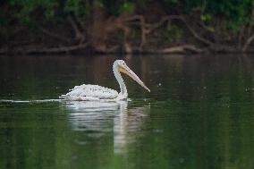 Migrating Pelicans At The Oxbow Nature Conservancy