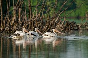 Migrating Pelicans At The Oxbow Nature Conservancy