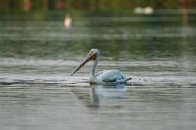 Migrating Pelicans At The Oxbow Nature Conservancy