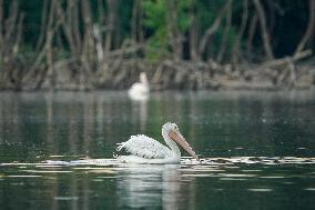 Migrating Pelicans At The Oxbow Nature Conservancy