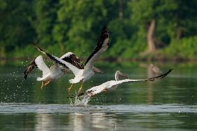 Migrating Pelicans At The Oxbow Nature Conservancy