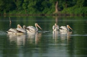 Migrating Pelicans At The Oxbow Nature Conservancy