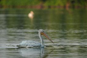 Migrating Pelicans At The Oxbow Nature Conservancy