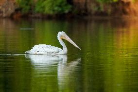 Migrating Pelicans At The Oxbow Nature Conservancy