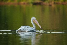 Migrating Pelicans At The Oxbow Nature Conservancy