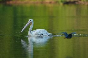 Migrating Pelicans At The Oxbow Nature Conservancy