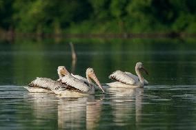 Migrating Pelicans At The Oxbow Nature Conservancy