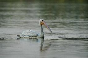 Migrating Pelicans At The Oxbow Nature Conservancy