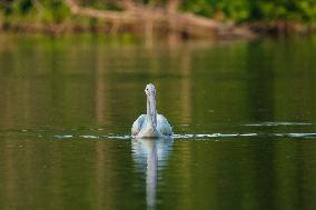 Migrating Pelicans At The Oxbow Nature Conservancy